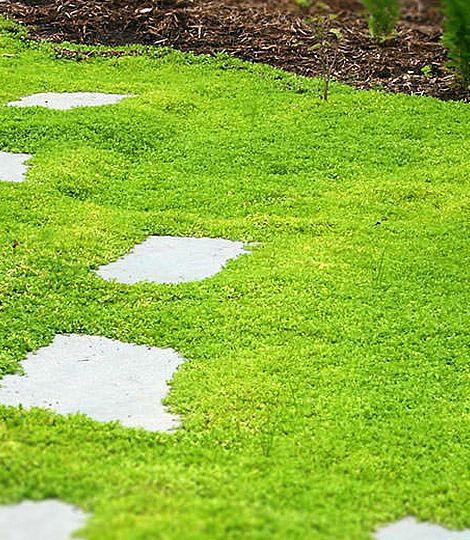 Mentha requienii 'Mini ment'